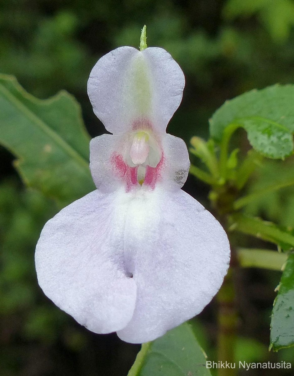 Impatiens truncata Thwaites